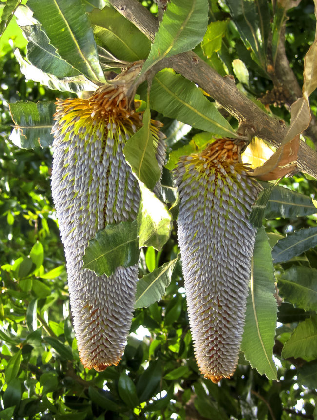 Stormsrivier, South Africa - GPS -33.965483, 23.896820 - Canon EOS 20D + Canon EF-S 17-85mm f/4-5.6 IS USM -  - 1/100 - f/8.0 - ISO100