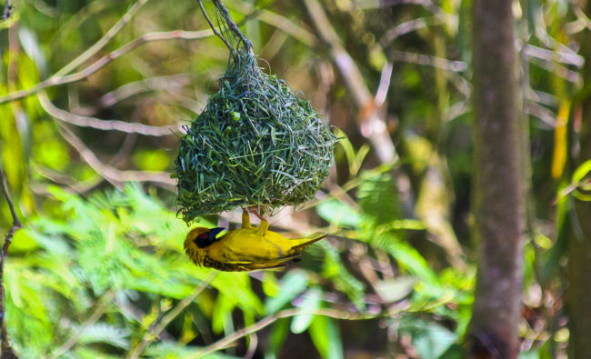 Nzinga, South Africa - GPS -29.466027, 29.736900 - Canon EOS 20D + Canon EF-S 17-85mm f/4-5.6 IS USM -  - 1/100 - f/8.0 - ISO100