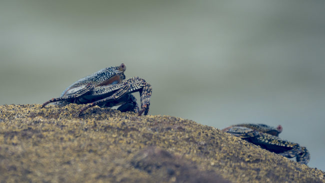 El Jobo, Costa Rica - GPS 11.044222, -85.722412 - Panasonic Lumix DMC-GH5 + LEICA DG 100-400/F4.0-6.3 - 800mm - 1/250 - f/6.3 - ISO400