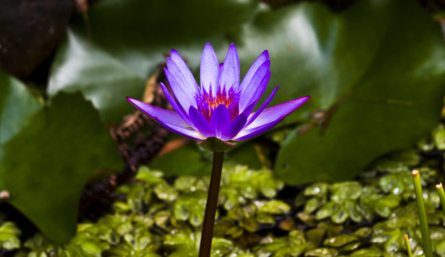 Haiku, Hawaii - GPS 20.867605, -156.178225 - Canon EOS 7D + Canon EF 70-200mm f/4 USM L IS -  - 1/40 - f/7.1 - ISO100