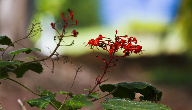 Wailua Ahupua`a, Hawaii - GPS 19.903818, -155.136285 - Canon EOS 7D + Canon EF 70-200mm f/4 USM L IS -  - 1/200 - f/4.0 - ISO320
