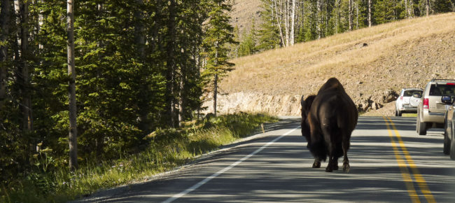 Canyon Junction, United States - GPS 44.675813, -110.746688 - Panasonic DMC FZ38 + Panasonic DMC FZ38 -  - 0/1 - f/8.0 - ISO100