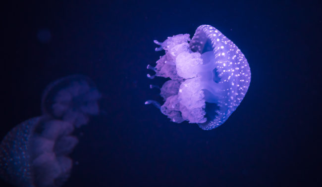 Santa Maria dos Olivais, Portugal - GPS 38.763333, -9.093612 - Panasonic GH4 + Panasonic LEICA DG SUMMILUX 12mm f1.4 - 24mm - 1/30 - f/1.4 - ISO400