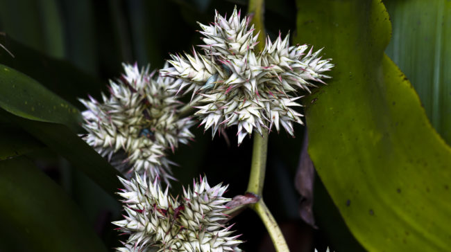 Wailua Ahupua`a, Hawaii - GPS 19.903502, -155.135820 - Canon EOS 7D + Canon EF 70-200mm f/4 USM L IS -  - 1/60 - f/4.0 - ISO100
