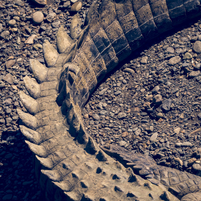 Capulín, Costa Rica - GPS 9.800892, -84.606145 - Panasonic Lumix DMC-GH5 + LEICA DG 100-400/F4.0-6.3 - 800mm - 1/200 - f/8.0 - ISO400