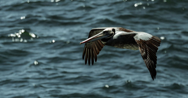 Recreo, Chile - GPS -33.028488, -71.586905 - Sony A7III + SONY FE 70-300mm F4.5-5.6 G OSS - 300mm - 1/5000 - f/5.6 - ISO2500