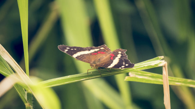 Cerrillos, Costa Rica - GPS 10.081680, -84.637393 - Panasonic Lumix DMC-GH5 + LEICA DG 100-400/F4.0-6.3 - 800mm - 1/125 - f/6.3 - ISO1600