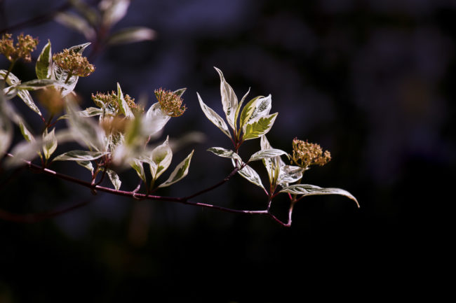 Wallhausen, Germany - GPS 49.214153, 10.071167 - Canon EOS 7D + Canon EF 70-200mm f/4 USM L IS -  - 1/800 - f/4.0 - ISO100