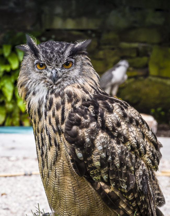 Backies, United Kingdom - GPS 57.982578, -3.946207 - Panasonic Lumix DMC-GH5 + Panasonic Lumix GX Vario 35-100mm f/2.8 Power OIS - 186mm - 1/25 - f/8.0 - ISO200