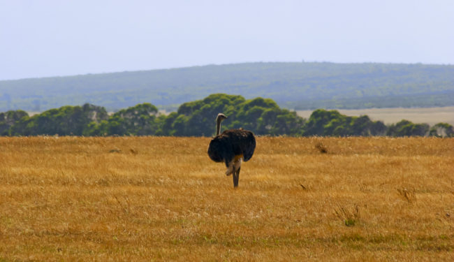 Aasfontein, South Africa - GPS -34.742790, 19.793683 - Canon EOS 20D + Canon EF-S 17-85mm f/4-5.6 IS USM -  - 1/100 - f/8.0 - ISO100