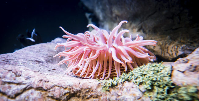 Oceanario De Lisboa, Portugal - GPS 38.763333, -9.093612 - Panasonic GH4 + Panasonic LEICA DG SUMMILUX 12mm f1.4 - 24mm - 1/15 - f/1.4 - ISO400