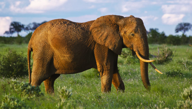 Tsavo T.C., Kenya - GPS -3.029440, 38.632737 - Canon EOS 20D + Canon EF-S 17-85mm f/4-5.6 IS USM & Canon EF 70-300mm f/4-5.6 IS USM -  - 0/1 - f/8.0 - ISO100