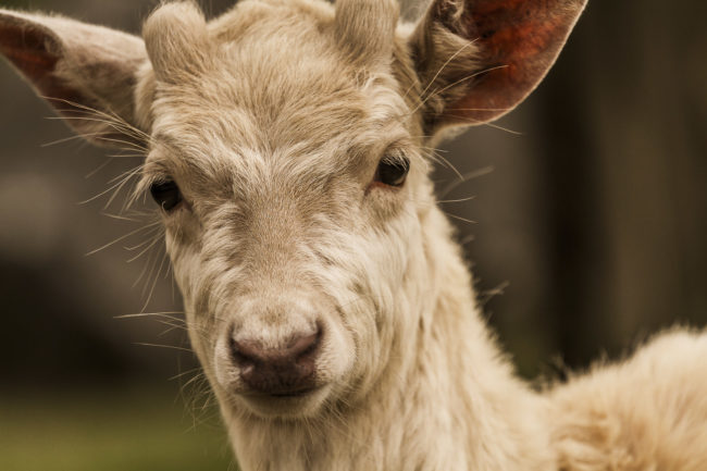 Kaltbrunn, Germany - GPS 47.742033, 9.046845 - Canon EOS 7D + Canon EF 70-200mm f/4 USM L IS -  - 1/125 - f/4.0 - ISO320