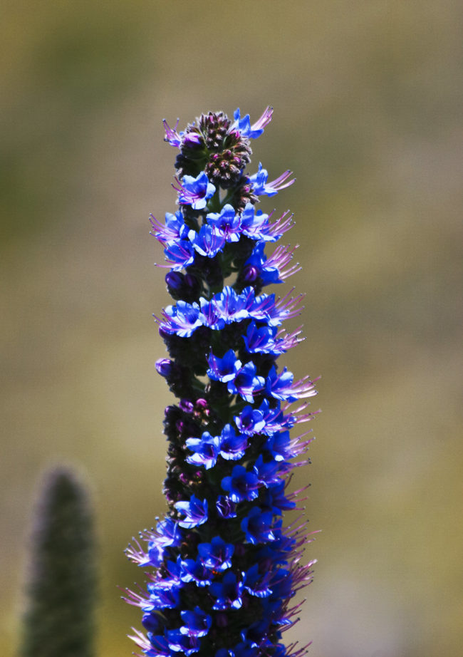 Curral das Freiras, Portugal - GPS 32.732412, -16.928645 - Canon EOS 20D + Canon EF-S 17-85mm f/4-5.6 IS USM -  - 1/100 - f/8.0 - ISO100