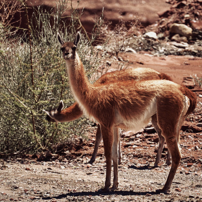 Ichigualasto, Argentina - GPS -30.136622, -68.020452 - Sony A7III + SONY FE 70-300mm F4.5-5.6 G OSS - 300mm - 1/60 - f/7.1 - ISO100