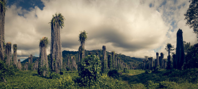 Portalón, Costa Rica - GPS 9.353055, -83.992222 - Panasonic Lumix DMC-GH5 + LUMIX G VARIO 12-35/F2.8 - 24mm - 1/160 - f/8.0 - ISO100