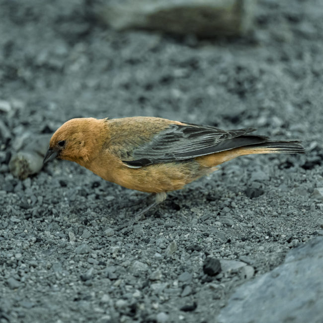 San Gabriel, Chile - GPS -33.648057, -70.058353 - Sony A7III + SONY FE 70-300mm F4.5-5.6 G OSS - 300mm - 1/1000 - f/5.6 - ISO5000