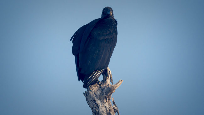 Puerto Culebra, Costa Rica - GPS 10.639777, -85.642093 - Panasonic Lumix DMC-GH5 + LEICA DG 100-400/F4.0-6.3 - 800mm - 1/200 - f/6.3 - ISO800