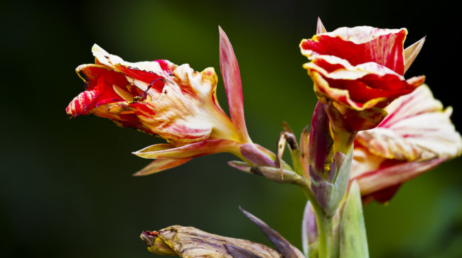 Wailua Ahupua`a, Hawaii - GPS 19.903685, -155.136408 - Canon EOS 7D + Canon EF 70-200mm f/4 USM L IS -  - 1/125 - f/5.0 - ISO100