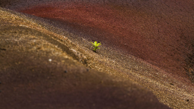 Cachette, Mauritius - GPS -20.440485, 57.373688 - Canon EOS 7D + Canon EF 70-200mm f/4 USM L IS -  - 1/250 - f/4.0 - ISO100