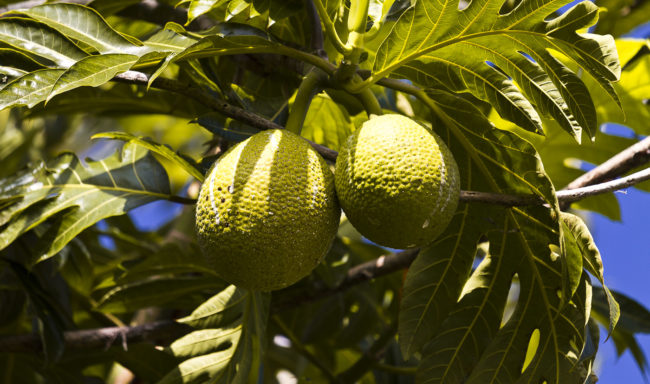 Wailua Ahupua`a, Hawaii - GPS 19.904855, -155.137043 - Canon EOS 7D + Canon EF 70-200mm f/4 USM L IS -  - 1/125 - f/4.0 - ISO100