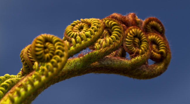 Wailua Ahupua`a, Hawaii - GPS 19.903247, -155.135352 - Canon EOS 7D + Canon EF 70-200mm f/4 USM L IS -  - 1/60 - f/9.0 - ISO100