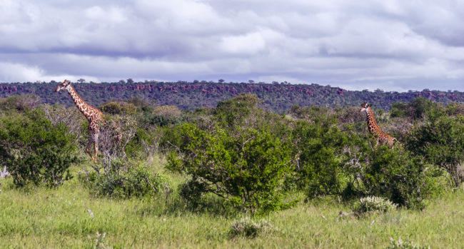 Maasai Mara, Kenya - GPS -1.589723, 35.286370 - Canon EOS 20D + Canon EF-S 17-85mm f/4-5.6 IS USM & Canon EF 70-300mm f/4-5.6 IS USM -  - 0/1 - f/8.0 - ISO100