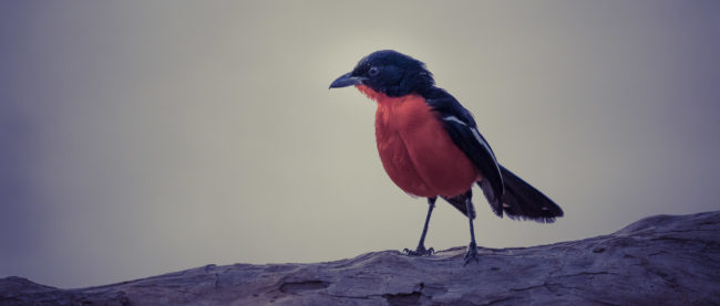 Omanye, Namibia - GPS -18.762133, 12.941961 - Sony A7III + SONY FE 100-400mm F4.5-5.6 G Master + SONY SEL14TC - 560mm - 1/1600 - f/8.0 - ISO3200
