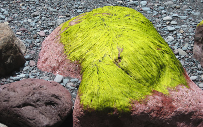 Madalena do Mar, Portugal - GPS 32.703235, -17.138372 - Canon EOS 7D + Canon EF-S 17-85mm f/4-5.6 IS USM -  - 0/1 - f/8.0 - ISO100