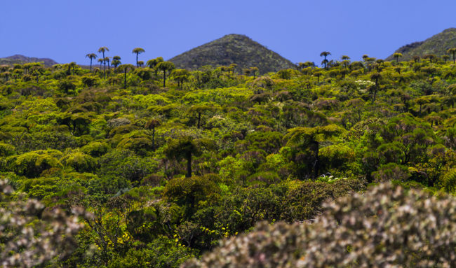 Maison Henou, Réunion - GPS -21.163050, 55.590692 - Canon EOS 7D + Canon EF 70-200mm f/4 USM L IS -  - 1/250 - f/4.0 - ISO100