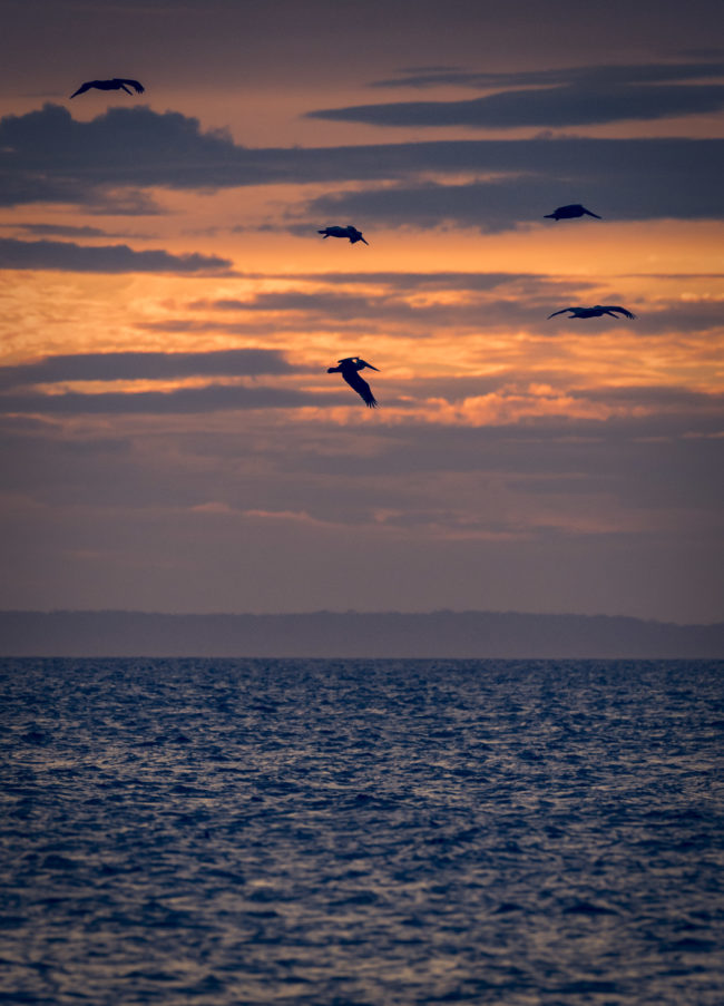 Agujas, Costa Rica - GPS 9.726683, -84.650743 - Panasonic Lumix DMC-GH5 + LEICA DG 100-400/F4.0-6.3 - 600mm - 1/320 - f/5.7 - ISO1600