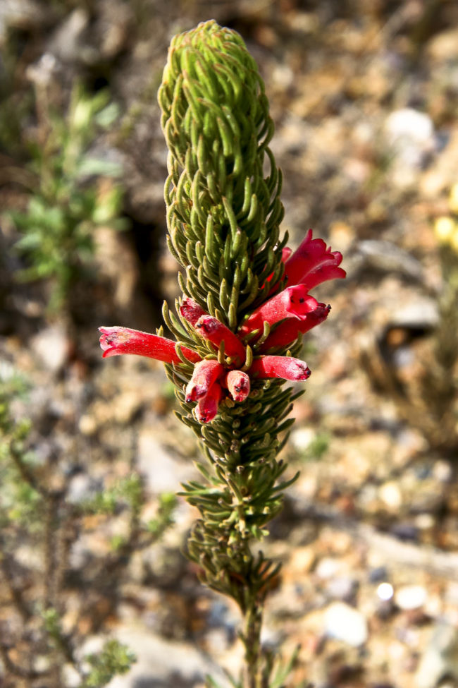 Aasfontein, South Africa - GPS -34.766338, 19.801188 - Canon EOS 20D + Canon EF-S 17-85mm f/4-5.6 IS USM -  - 1/100 - f/8.0 - ISO100