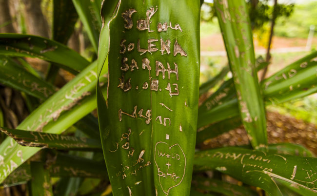 Cachette, Mauritius - GPS -20.443742, 57.383878 - Canon EOS 7D + Tokina AF 11-16mm f/2.8 AT-X Pro DX -  - 1/60 - f/2.8 - ISO100