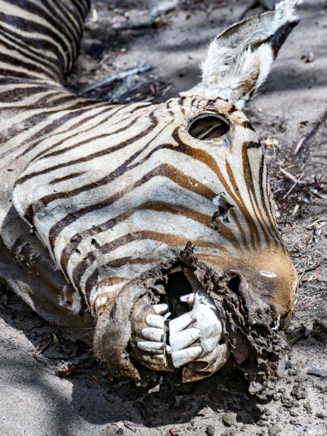 Hopefield, Namibia - GPS -23.249156, 16.280381 - Sony A6500 + SONY E 18-105 mm,  F4 G OSS PZ - 67mm - 1/160 - f/6.3 - ISO100