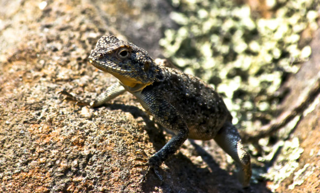 Leroro, South Africa - GPS -24.572648, 30.799425 - Canon EOS 20D + Canon EF-S 17-85mm f/4-5.6 IS USM -  - 1/100 - f/8.0 - ISO100