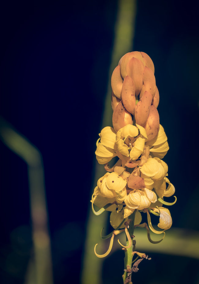 Rincón, Costa Rica - GPS 8.751993, -83.500847 - Panasonic Lumix DMC-GH5 + Panasonic Leica DG Vario-Elmar 100-400mm f/4-6.3 ASPH - 800mm - 1/60 - f/6.3 - ISO100