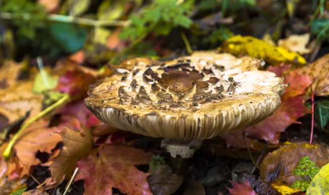 Wertheim, Germany - GPS 49.758487, 9.520640 - Canon EOS 1100D + Tamron AF 17-50mm 2,8 XR Di II LD ASL -  - 1/50 - f/3.5 - ISO200