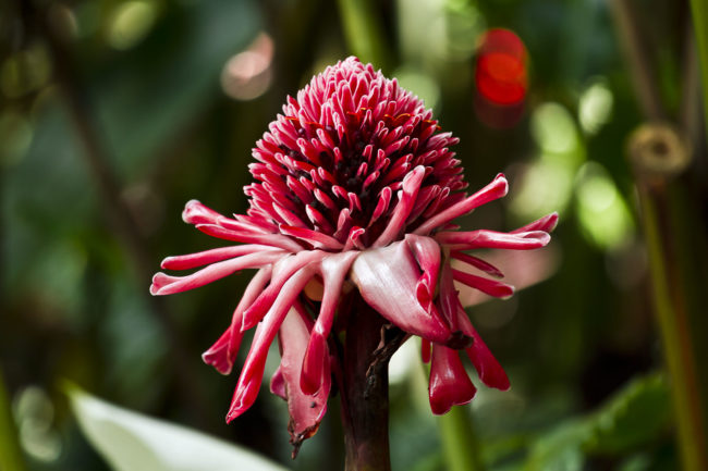 Wailua Ahupua`a, Hawaii - GPS 19.904563, -155.140212 - Canon EOS 7D + Canon EF 70-200mm f/4 USM L IS -  - 1/20 - f/4.0 - ISO100