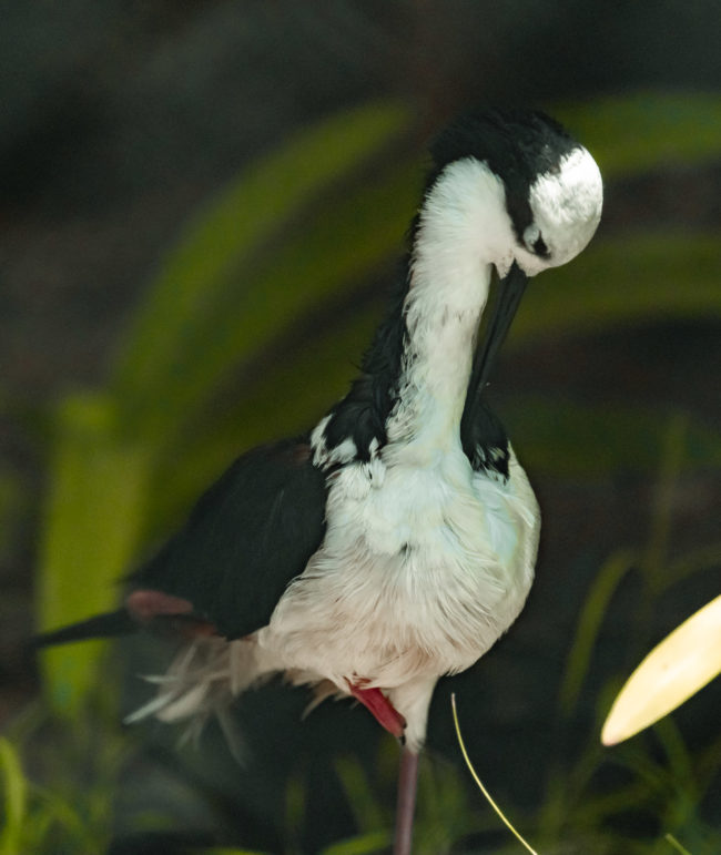 Barrio Bellavista, Chile - GPS -33.429863, -70.634125 - Sony A7III + SONY FE 70-300mm F4.5-5.6 G OSS - 300mm - 1/1600 - f/5.6 - ISO4000