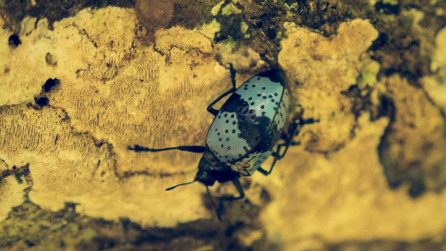 Cahuita, Costa Rica - GPS 9.734020, -82.829772 - Panasonic Lumix GX8 + LUMIX G VARIO 12-35/F2.8 - 70mm - 1/320 - f/2.8 - ISO800
