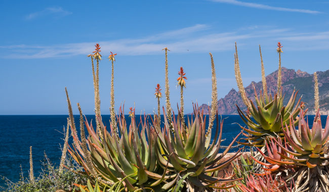 Guaita, France - GPS 42.268603, 8.693227 - Panasonic GH4 + Panasonic Lumix G Vario 12-35mm/2,8 OIS - 70mm - 1/160 - f/8.0 - ISO200