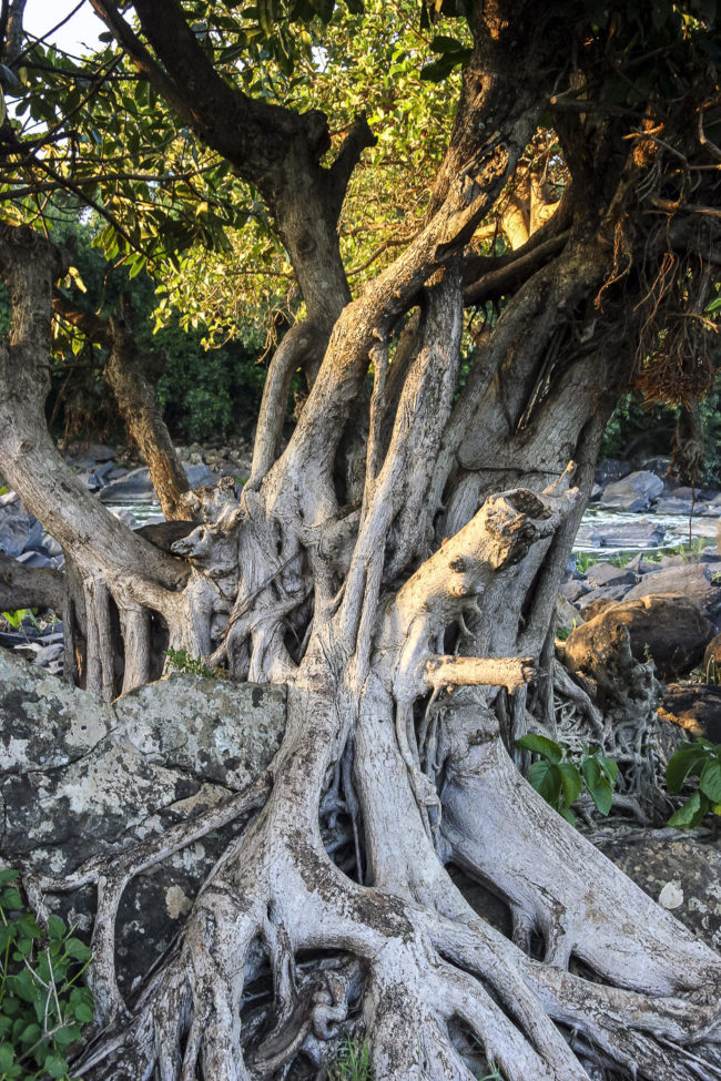 Kilima Mbogo, Kenya - GPS -1.077573, 37.253737 - Canon EOS 20D + Canon EF-S 17-85mm f/4-5.6 IS USM -  - 1/100 - f/8.0 - ISO100