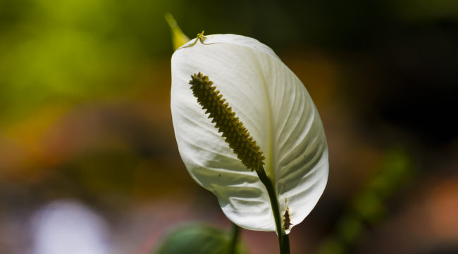 Hakalau, Hawaii - GPS 19.904520, -155.140465 - Canon EOS 7D + Canon EF 70-200mm f/4 USM L IS -  - 1/160 - f/4.0 - ISO100
