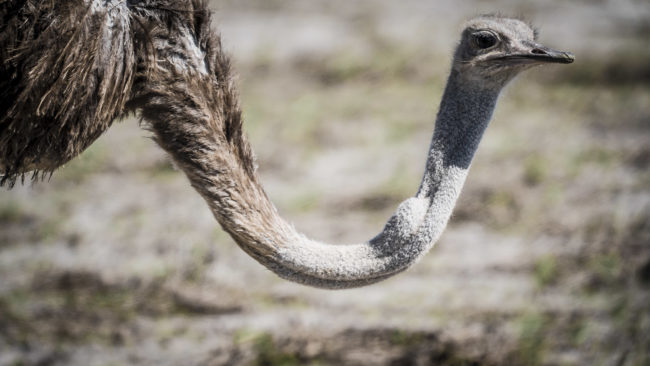 Namutoni, Namibia - GPS -18.830153, 16.924376 - Sony A7III + SONY FE 100-400mm F4.5-5.6 G Master + SONY SEL14TC - 505mm - 1/1250 - f/8.0 - ISO1600
