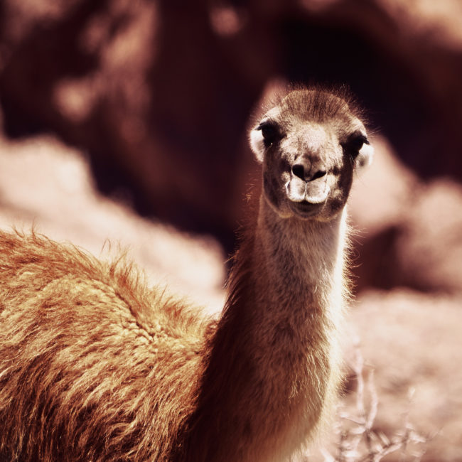 Ichigualasto, Argentina - GPS -30.135302, -68.019067 - Panasonic Lumix GX8 + Panasonic Leica DG Vario-Elmar 100-400mm f/4-6.3 ASPH - 800mm - 1/400 - f/6.3 - ISO200