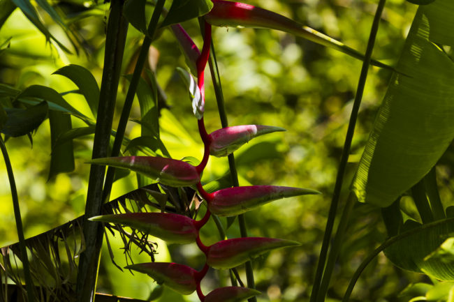 Wailua Ahupua`a, Hawaii - GPS 19.904083, -155.140788 - Canon EOS 7D + Canon EF 70-200mm f/4 USM L IS -  - 1/60 - f/4.0 - ISO100