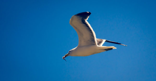 Recreo, Chile - GPS -33.028488, -71.586905 - Sony A7III + SONY FE 70-300mm F4.5-5.6 G OSS - 300mm - 1/4000 - f/5.6 - ISO1250