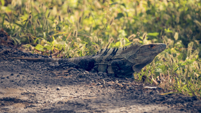 Puerto Culebra, Costa Rica - GPS 10.654197, -85.630232 - Panasonic Lumix DMC-GH5 + LEICA DG 100-400/F4.0-6.3 - 800mm - 1/200 - f/6.3 - ISO800