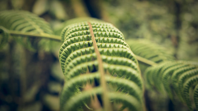 Río Segundo, Costa Rica - GPS 10.255213, -84.272952 - Panasonic Lumix DMC-GH5 + Panasonic Lumix G Vario 12-35mm/2,8 OIS - 54mm - 1/50 - f/2.8 - ISO400
