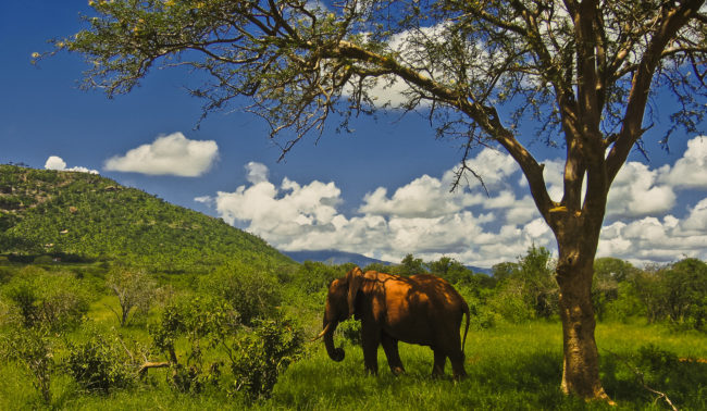 Ndololo, Kenya - GPS -3.277630, 38.568878 - Canon DIGITAL IXUS 700 + Canon 37-111mm, F2,8-4,9 -  - 0/1 - f/8.0 - ISO100
